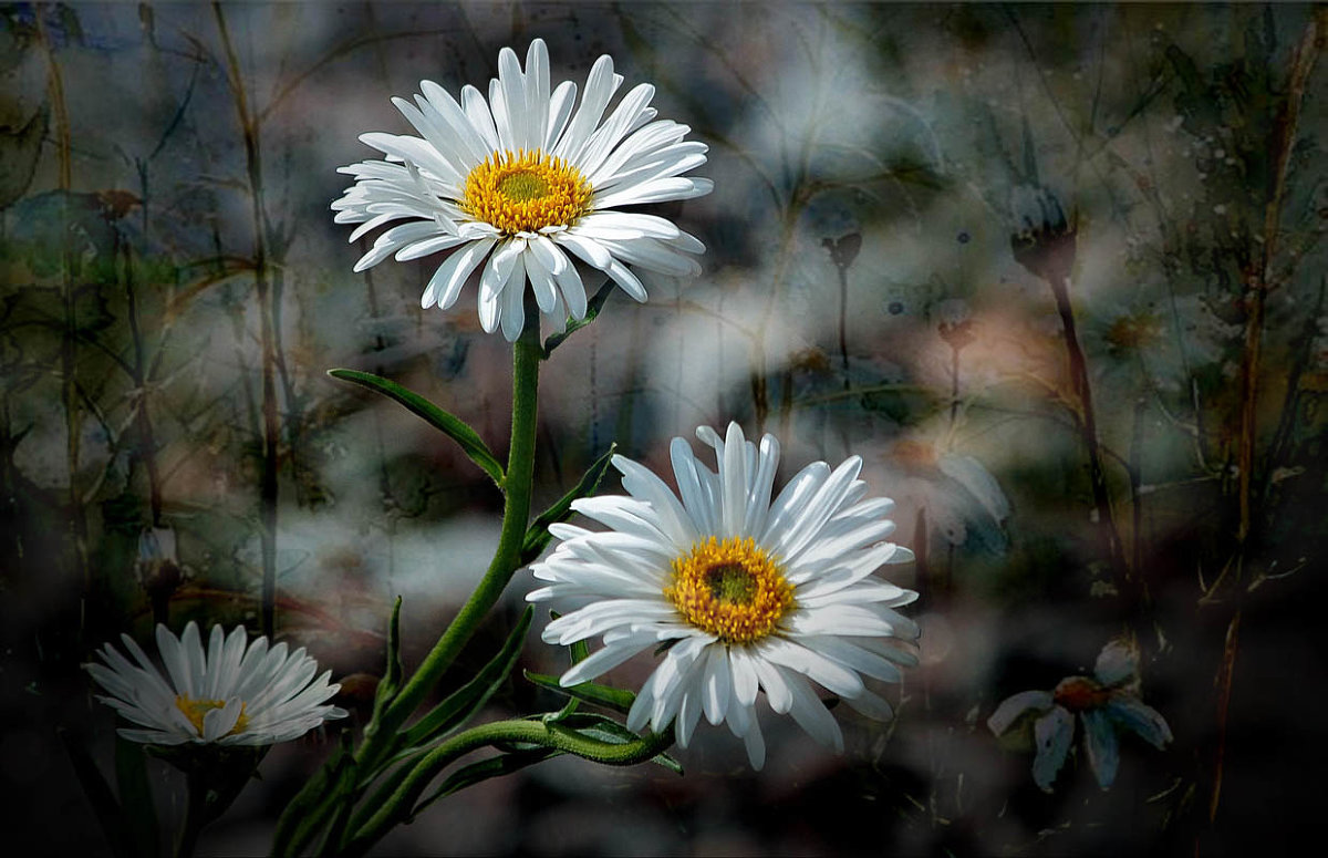 С ромашками,,, - Ирина Елагина