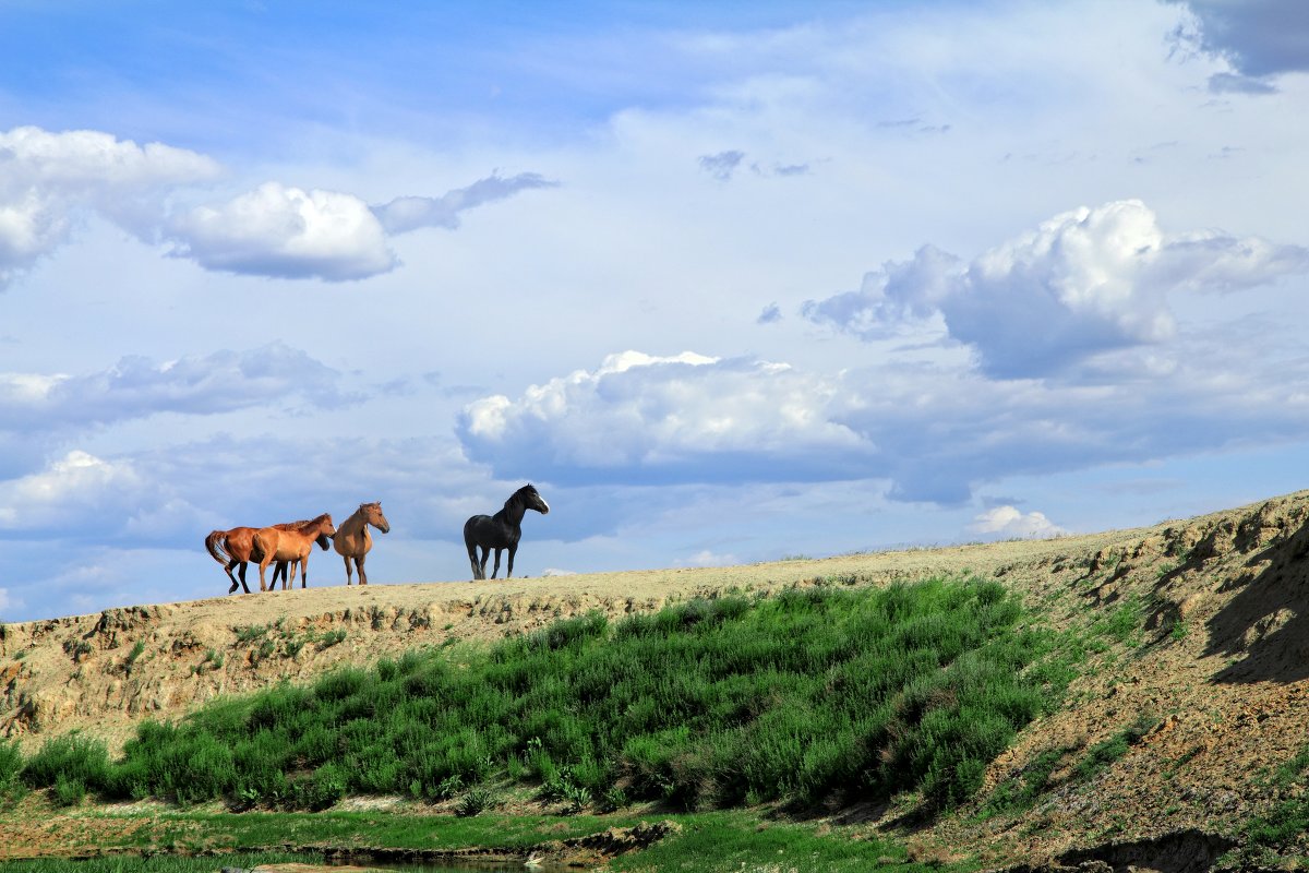 Просторы Эльтона - Юрий Александрович Просторы Эльтона - Юрий Александрович