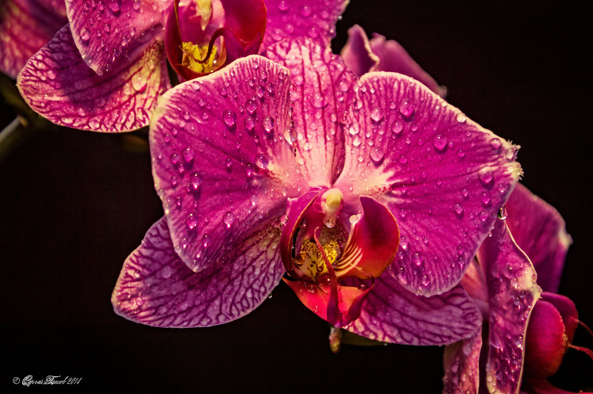 «МАКРОСЪЕМКА и ПРАВИЛА ВЫПОЛНЕНИЯ ФОТОПРОЕКТОВ». 15-16 апреля, 20.00 Мск :: Сергей Басов