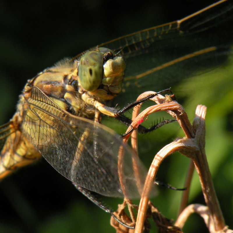 Суровый dragonfly :: Эдуард Цветков