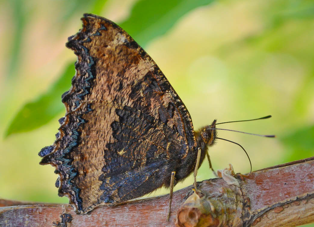 butterfly :: Gleb Sidorov