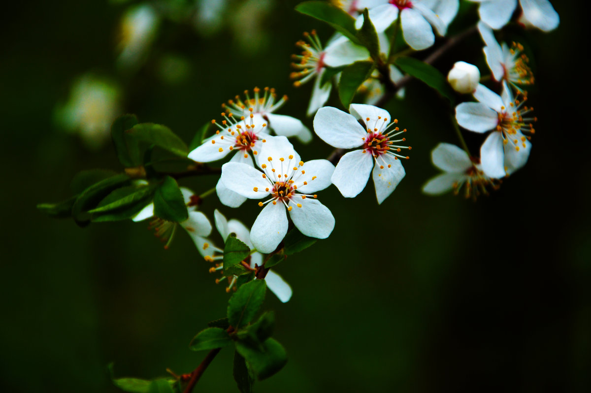 blossom :: Максим 