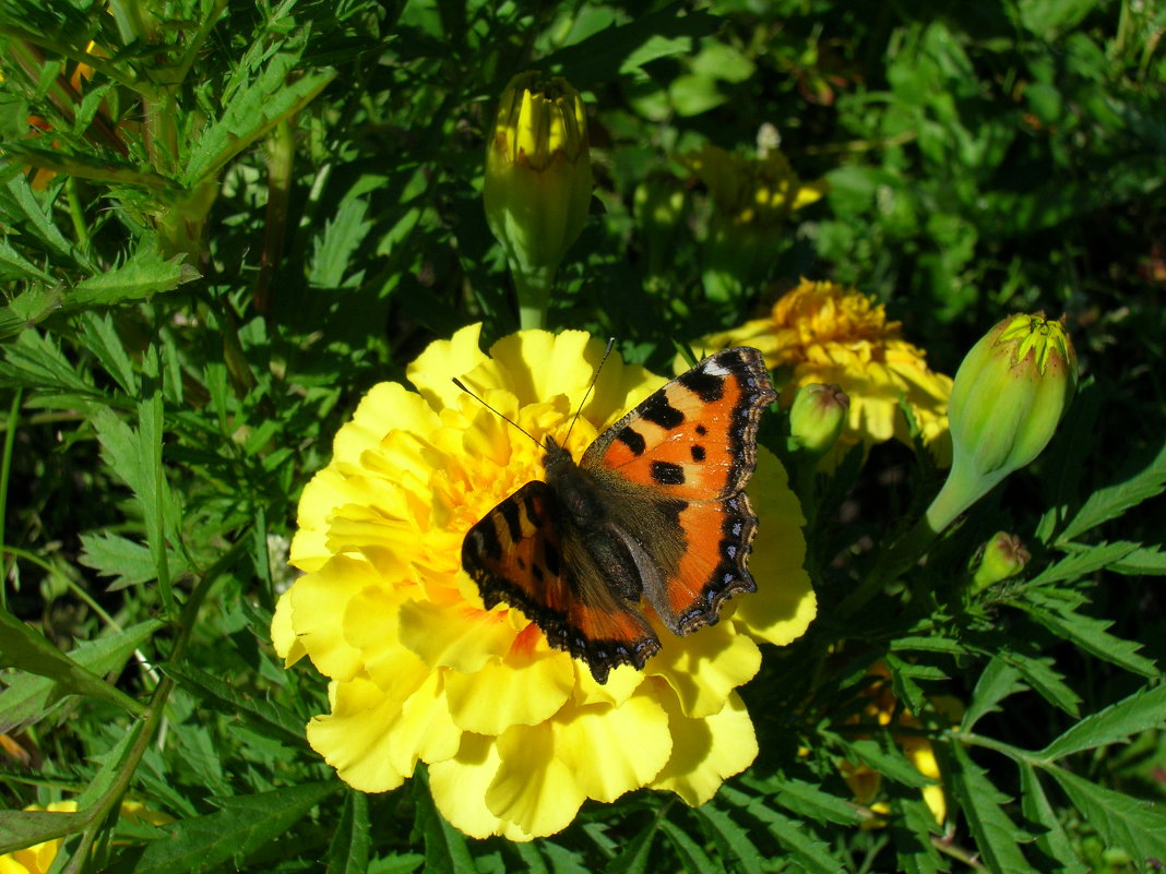 Butterfly :: Vladimir Perix