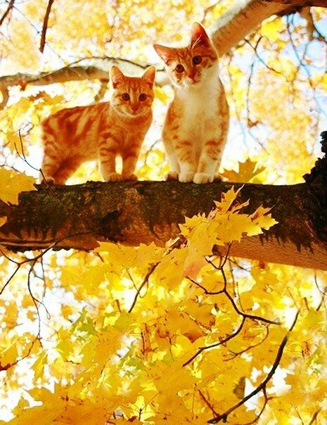 Кошачья осень :: Анастасия Решетова