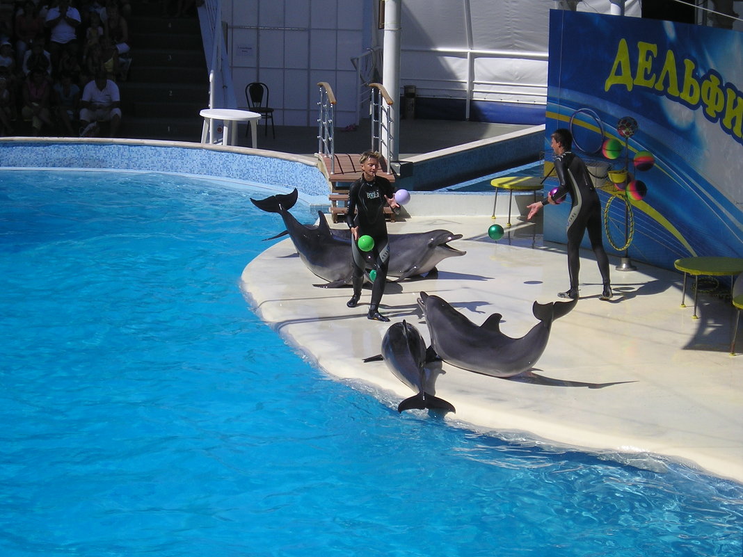 "Дельфибол" - Юлия Власова "Дельфибол" - Юлия Власова