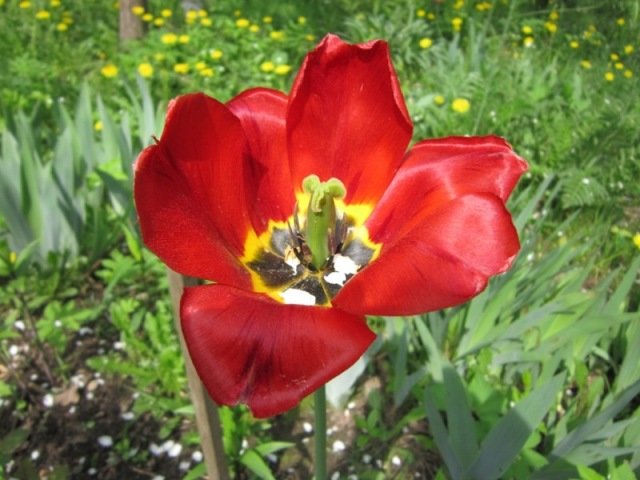 Тюльпан весною - Дмитрий Никитин