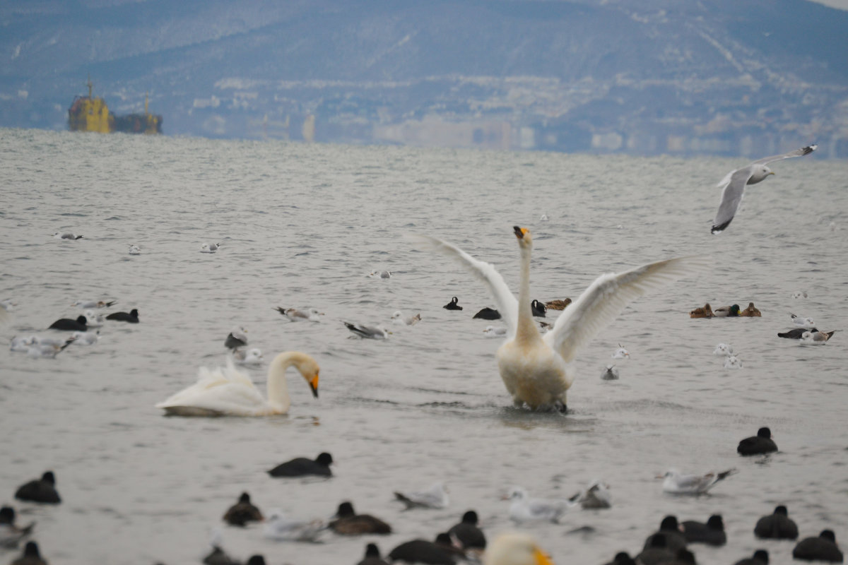 На взлет - Елена 