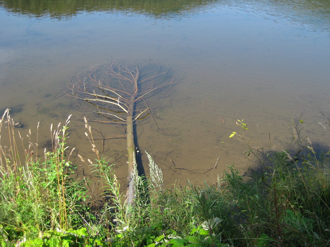 ... - Татьяна 