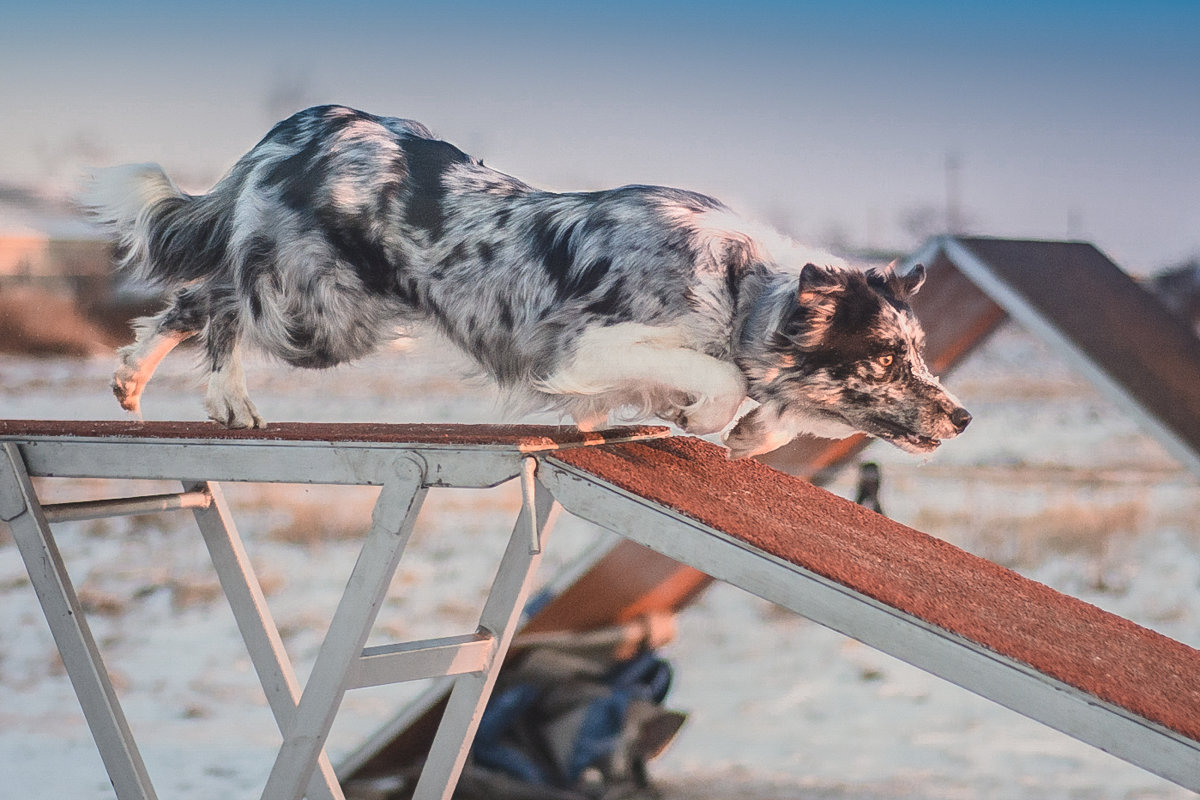 Аджи - Сергей Степанов