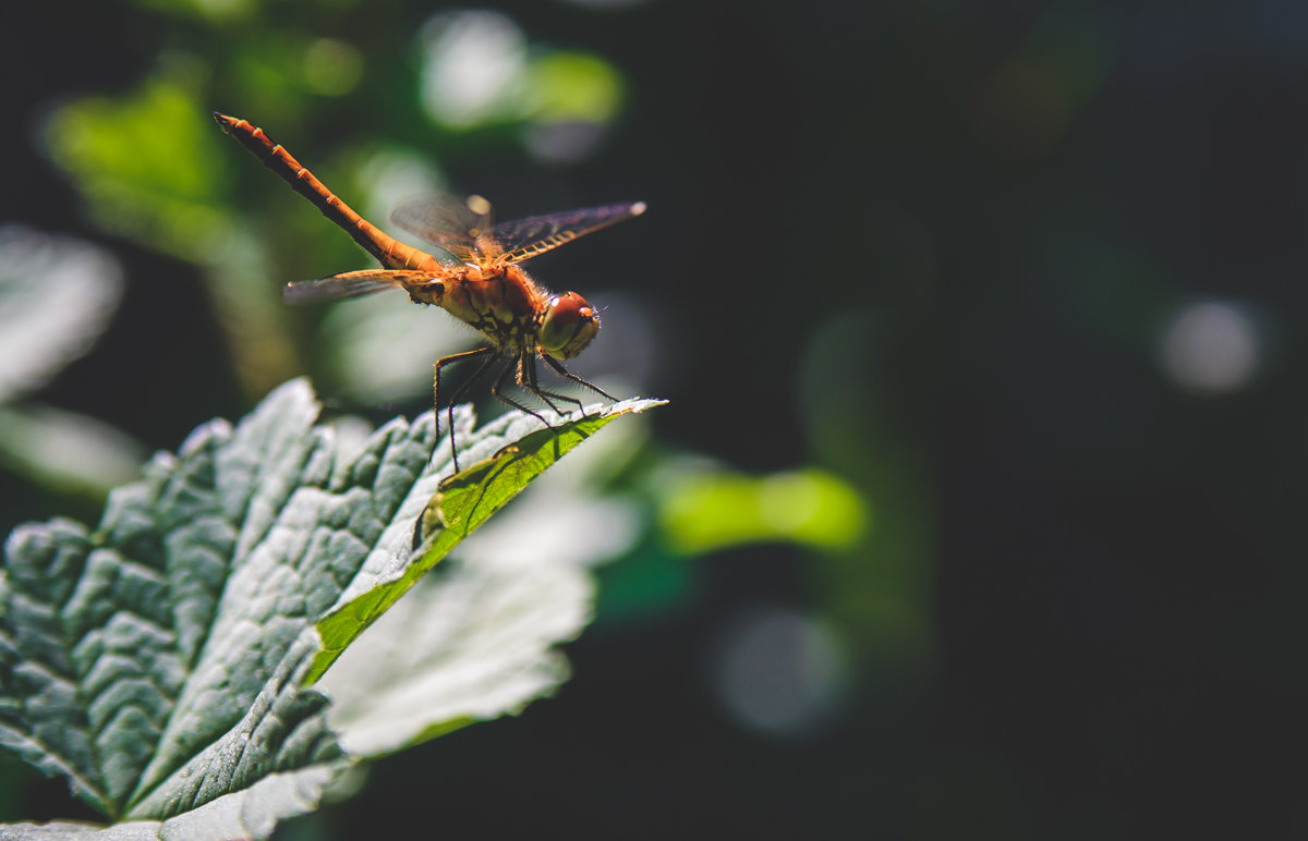 ... - Иван Рыжков ... - Иван Рыжков