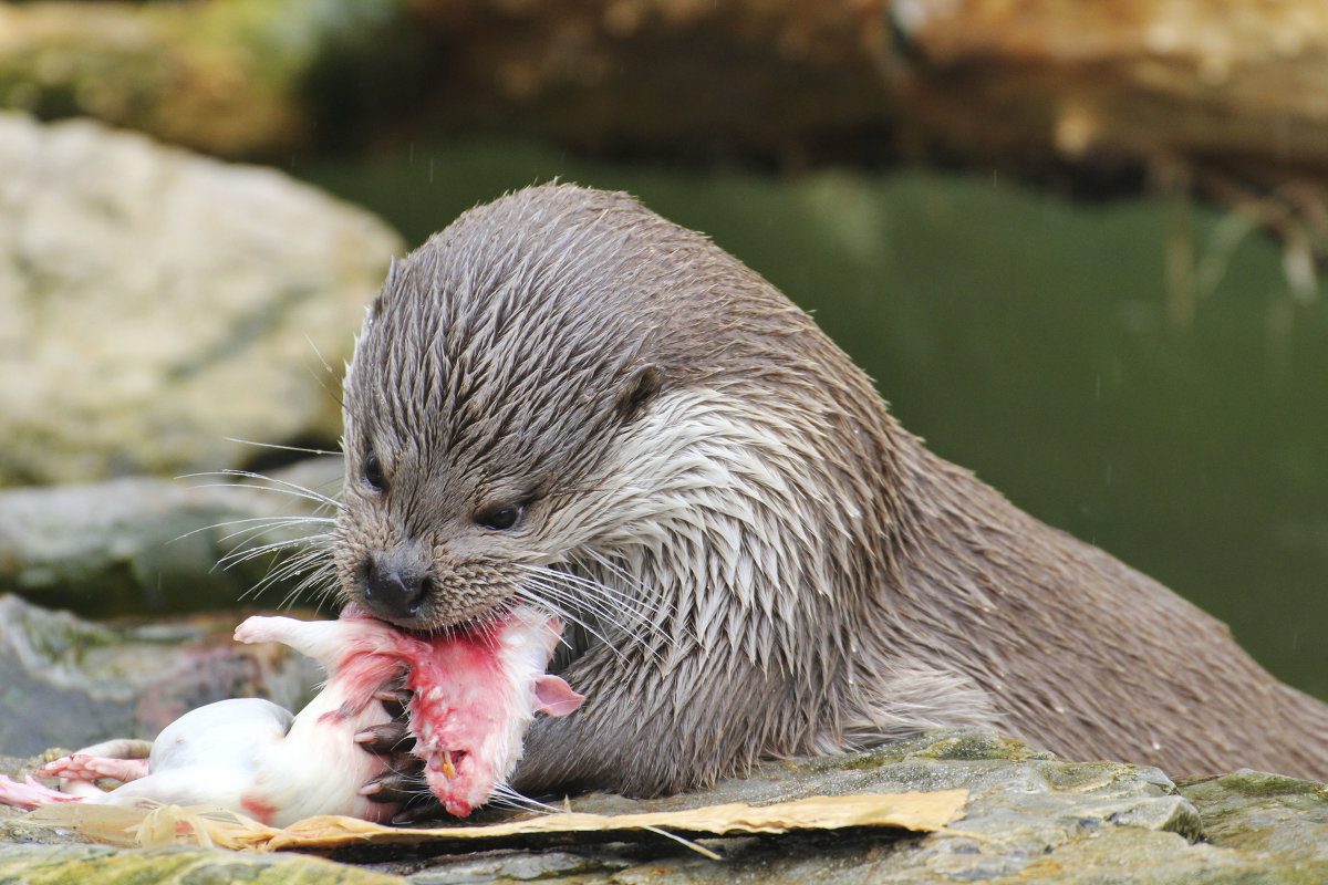 "Обед" - Юлия Горбатенко "Обед" - Юлия Горбатенко