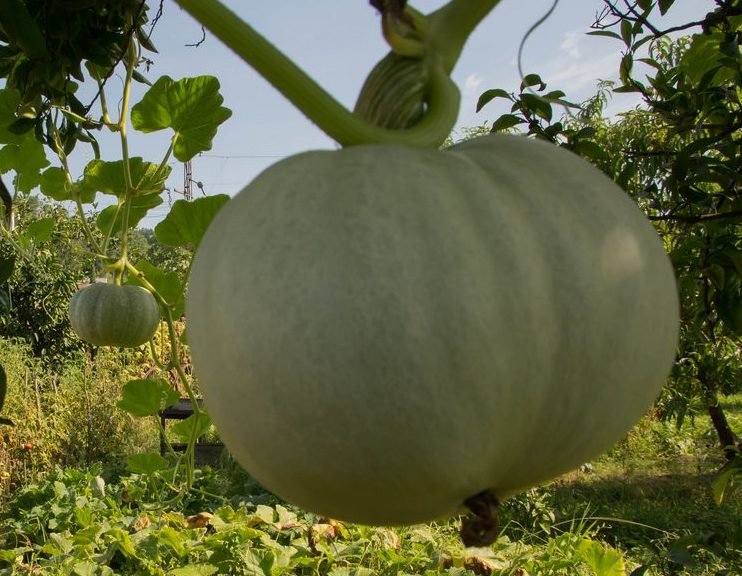 На приусадебном участке - Размик Марабян