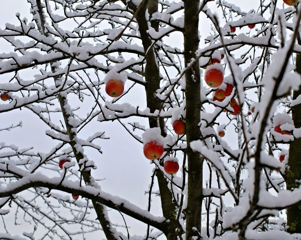 Подарок для зимы. - владимир 