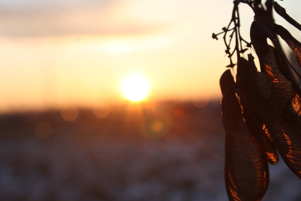 Кленовый закат - Кирилл 