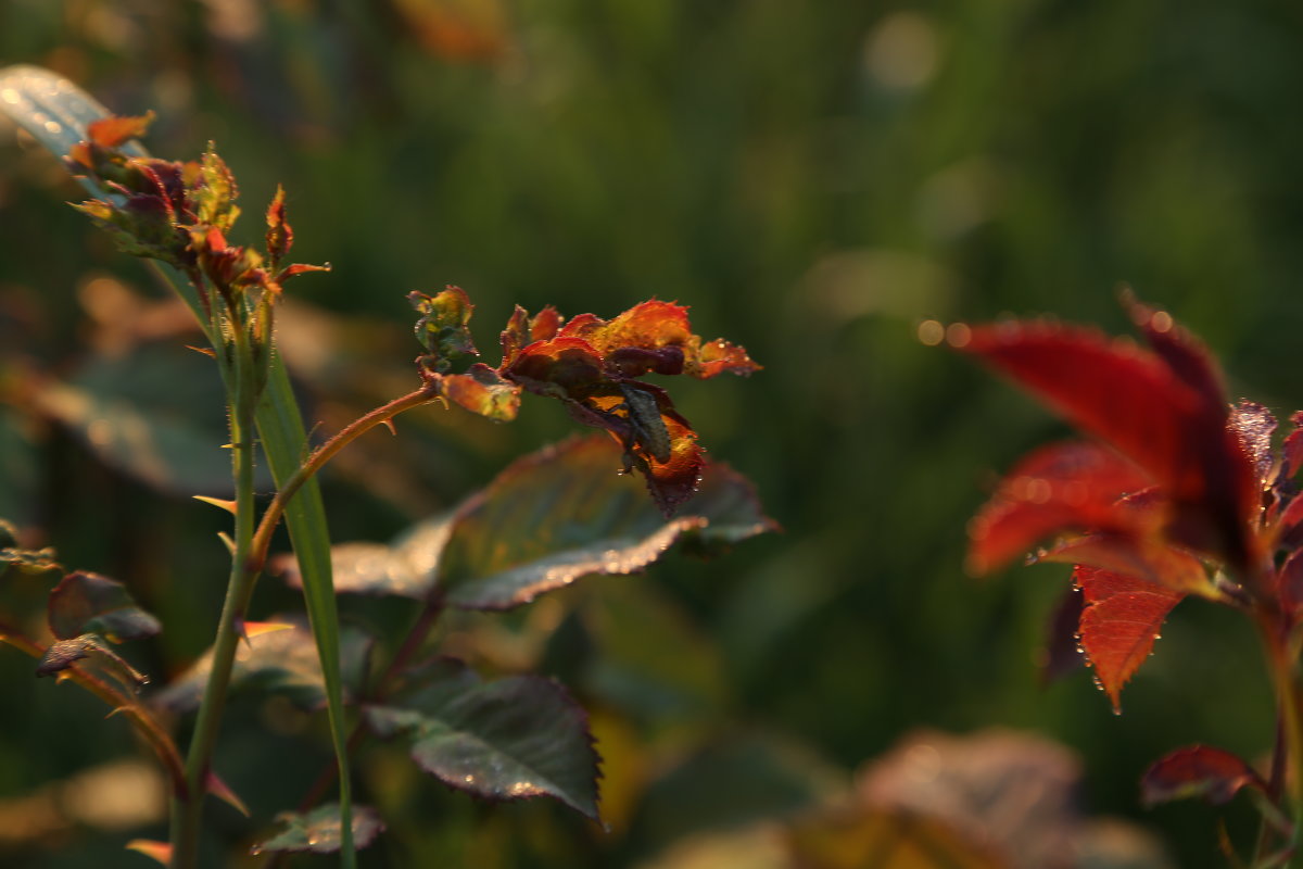 раннее утро - OLGA раннее утро - OLGA