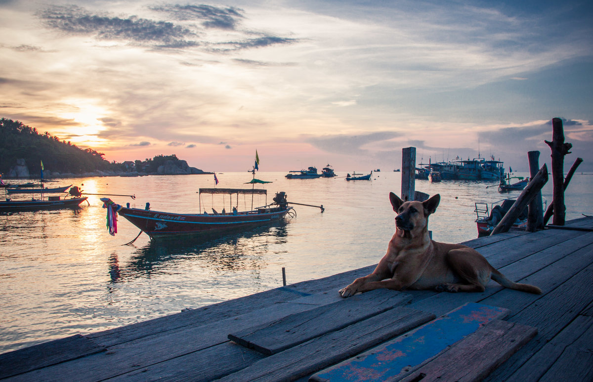 Гордая тайская пляжная собака - Анжелика Вузловенко