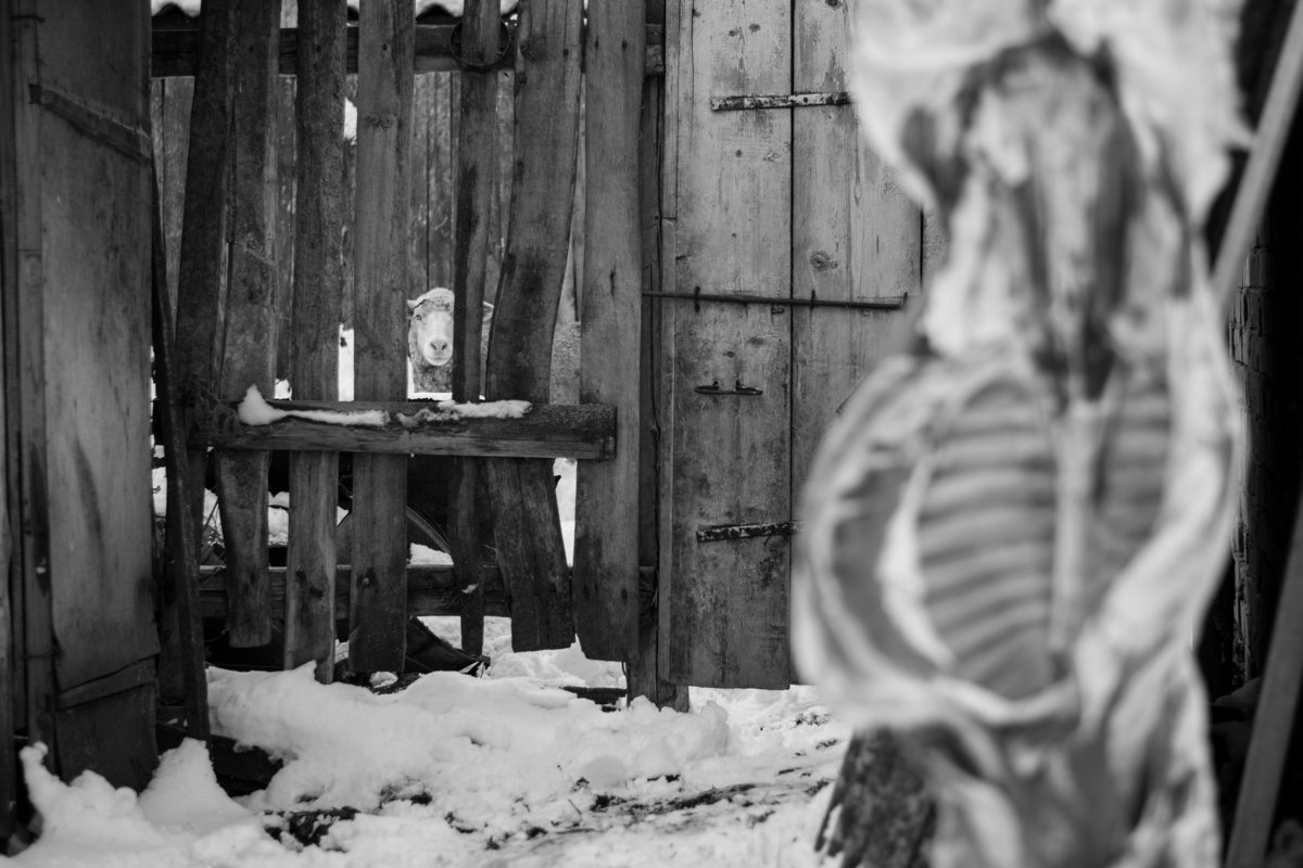 барашка - KabirovTimur Кабиров