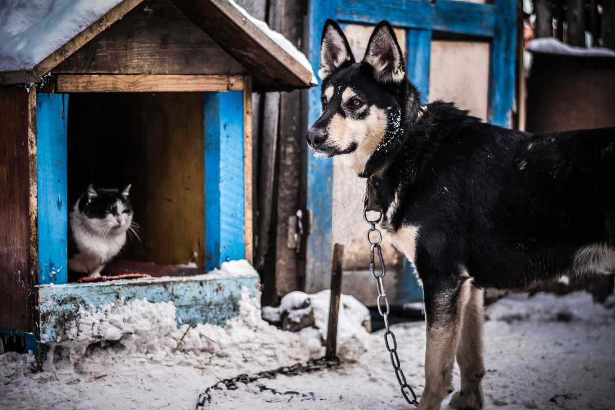 Дружба - Наталья Лысенко