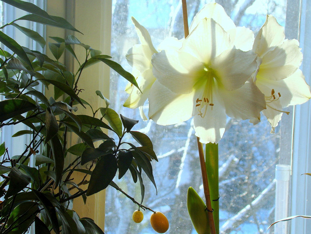 серия "АМАРИЛЛИСЫ МОРОЗНЫМ УТРОМ" (4) - VLADIMIR STROJ 