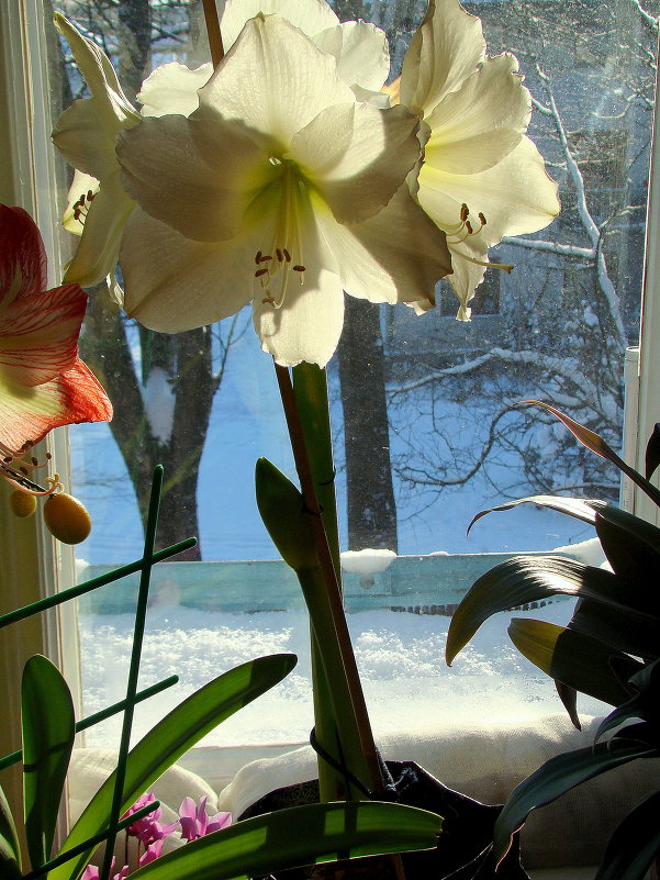 серия "АМАРИЛЛИСЫ МОРОЗНЫМ УТРОМ" (5) - VLADIMIR STROJ 