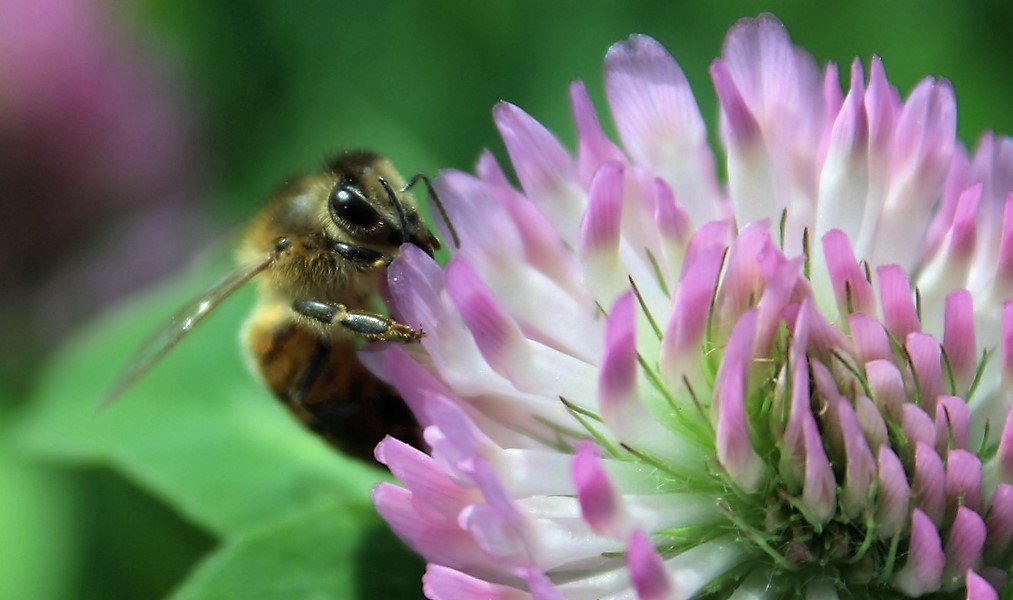 Первый нектар - Ниями 