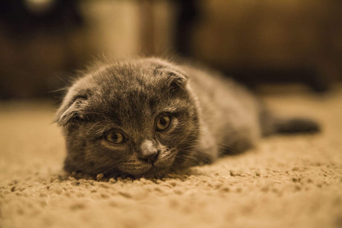 Кошечка - Павел Кошечка - Павел