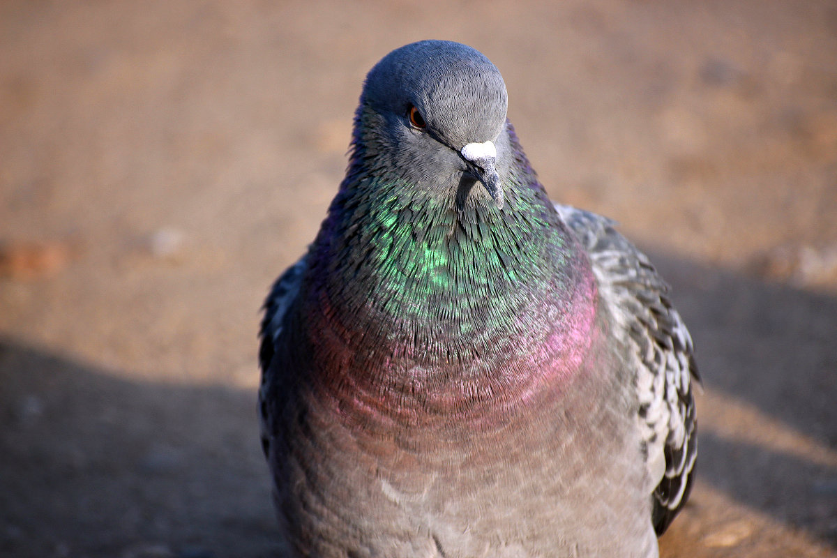 ... - Любовь Перевозникова
