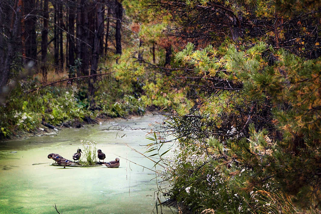 Прогулка по лесу - Марина Корнова