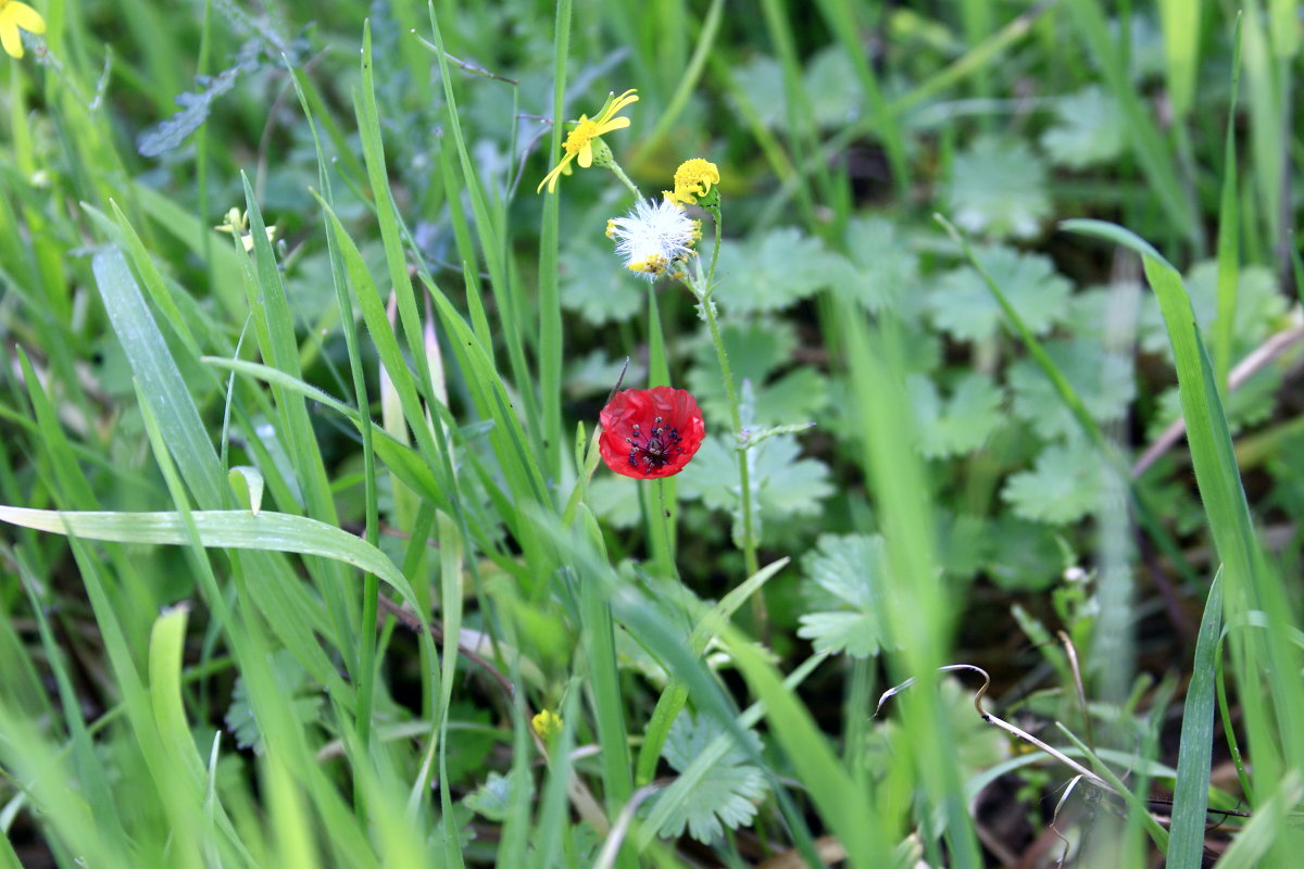 Мелкий)) - Fiodor 