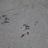 следы на песке :: Александра Николаева