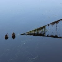 Птички на проводе :: Светлана Мазнева