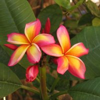 Так вот ты, какой цветочек... :: Игорь Старосельский Так вот ты, какой цветочек... :: Игорь Старосельский