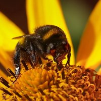 Завтрак шмеля. :: Татьяна Бравая