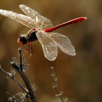 ... :: Роман Савоцкий