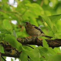 Маленькие радости лета... :: Юрий Моченов