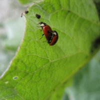 Инстинкты :: Олег Иванов Инстинкты :: Олег Иванов