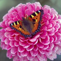 ... :: Алексей Патлах