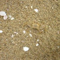 Мимикрия :: Игорь Матвеев 