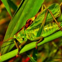 В камышах сидел кузнечик :: Aida10 