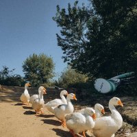 Утиная тропа :: Аня З