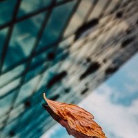 осени привет :: Ольга Гончарова