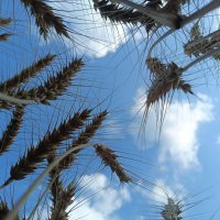 Колоски :: Марина Гранкова