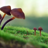 Поклон :: Геннадий Супрун