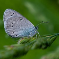 Голубянка Алексис (небесная) :: Вадим Басов