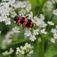 Насекомое :: Мария Яковлева