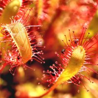 Росянка . :: Владимир 