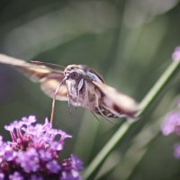 Трапеза Бражника :: Олег Терёхин