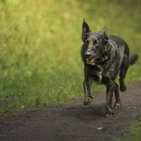 Друг :: Максим Вышарь