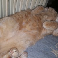 Котик :: Валентина Подгорная