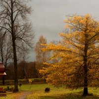 Осенний дуб. :: Соколов Сергей Васильевич 